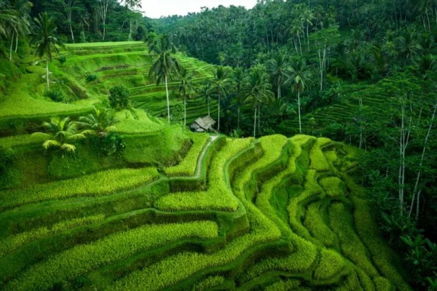 “Subak” – Lanskap Budaya Bali yang Menakjubkan