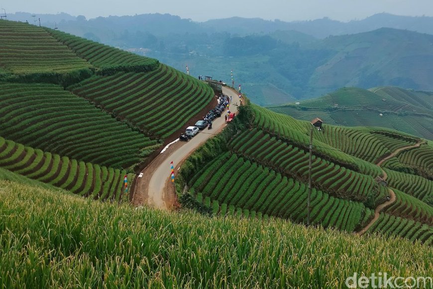 Pemandangan Perkebunan di Atas bukit Hijau yang Sejuk