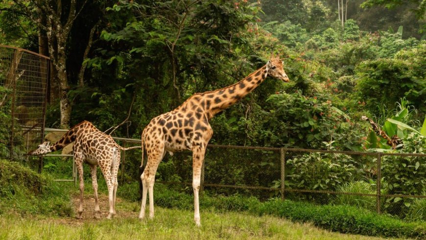 Kebun Binatang Modern dengan Berbagai Koleksi Flora dan Fauna