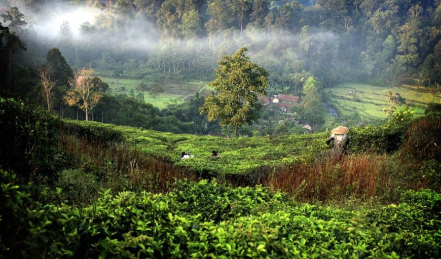 Berpetualang Santai di Gunung Halimun