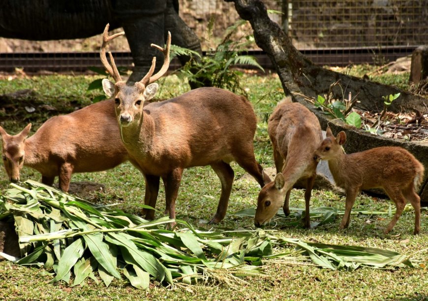 Rusa Bawean, Kebanggaan Indonesia yang Lincah