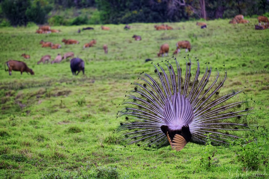 Taman Nasional Alas Purwo, Hutan Lindung Mistis