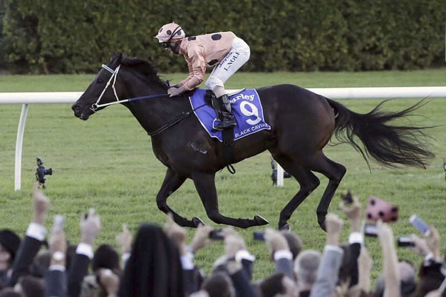 Black Caviar - tak terkalahkan - meninggal pada usia 17 tahun