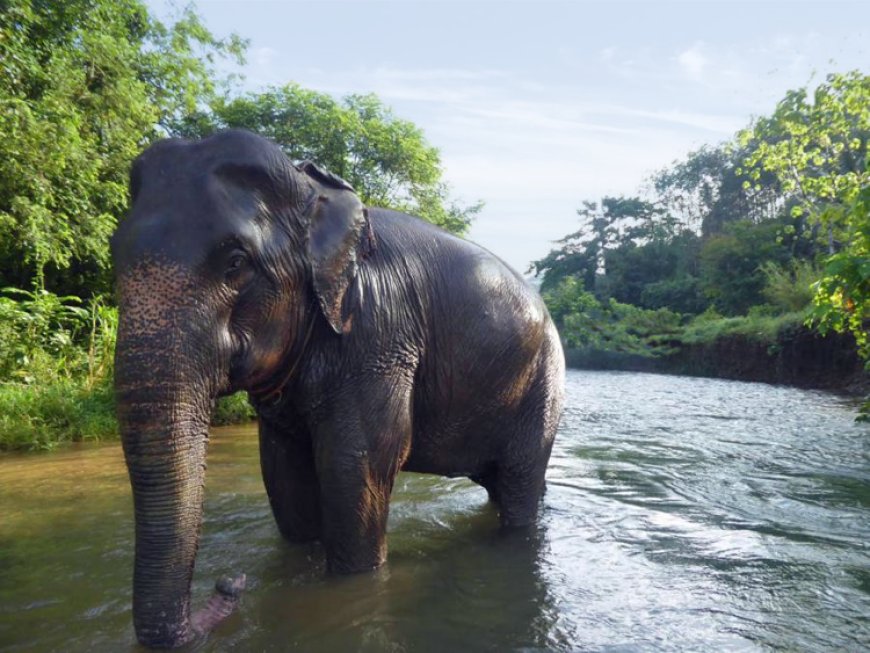 Taman Gajah Lombok: Suaka Baru bagi Raksasa Lembut Ini