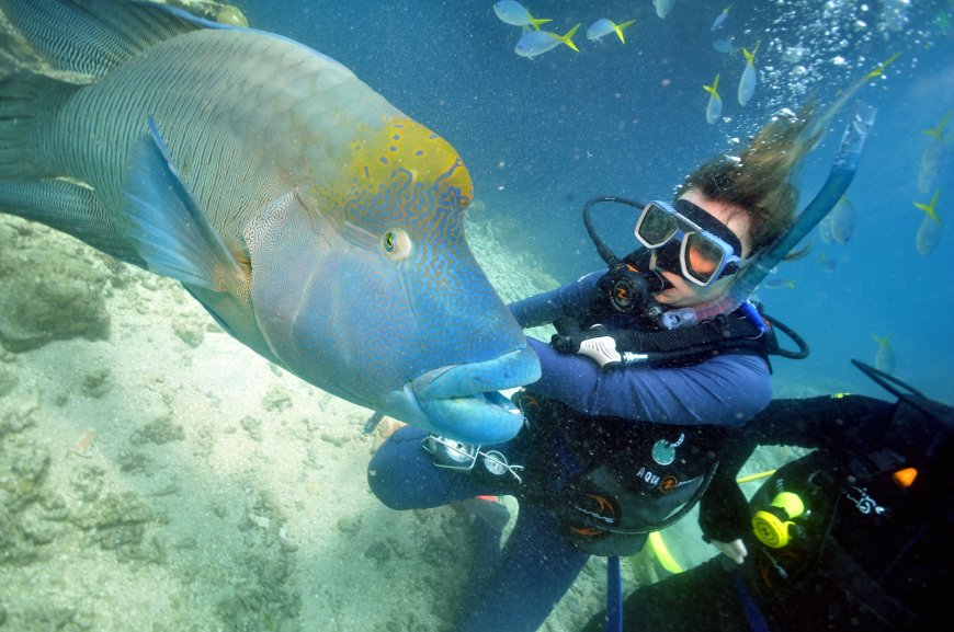 Menyelam dan Snorkeling di Oseania