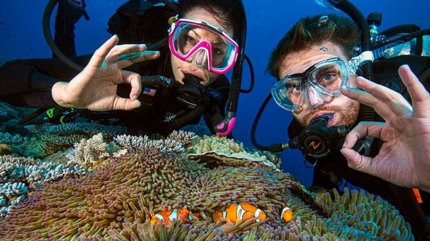 Menyelam dan Bertemu Satwa Laut Pro Dive Cairns