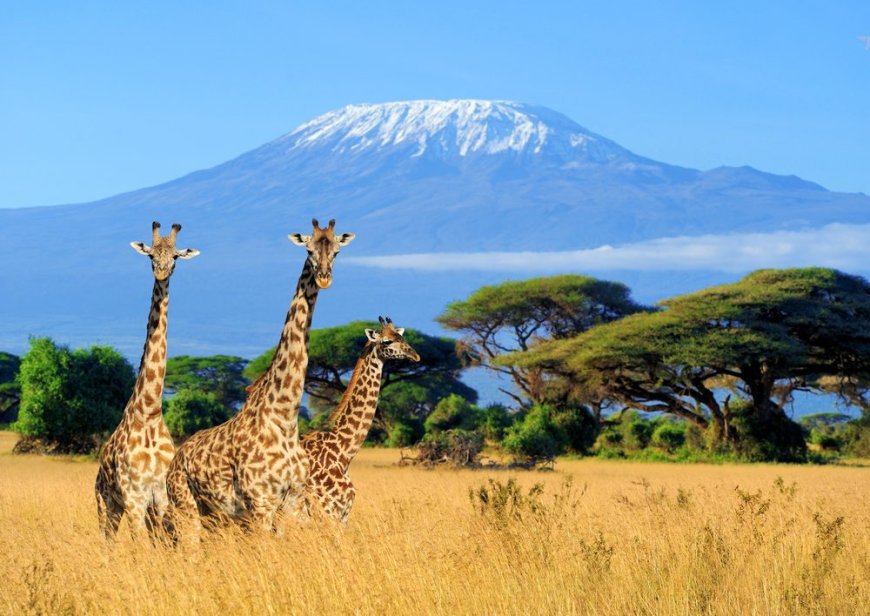 Taman Nasional Kilimanjaro