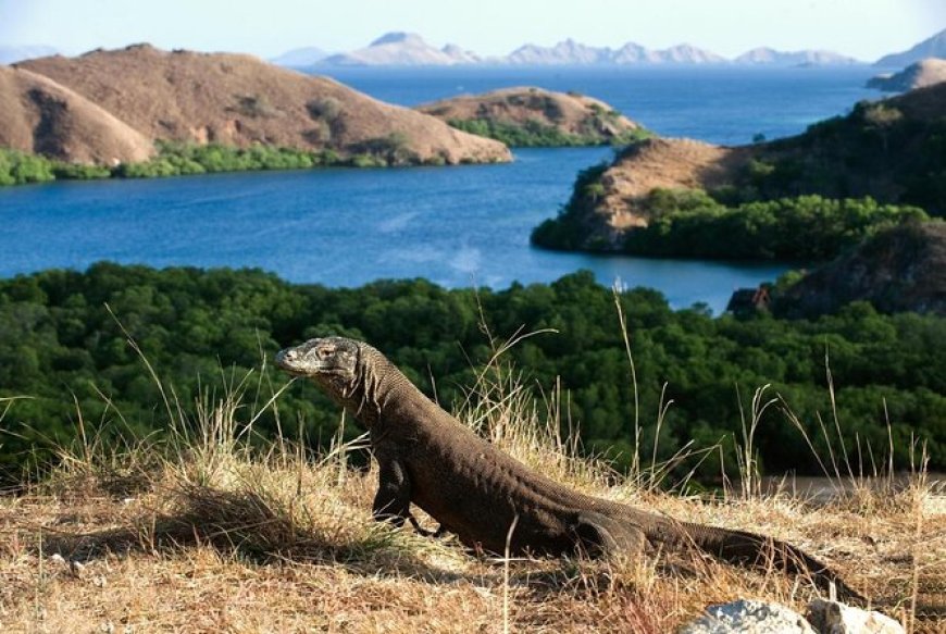 Komodo National Park