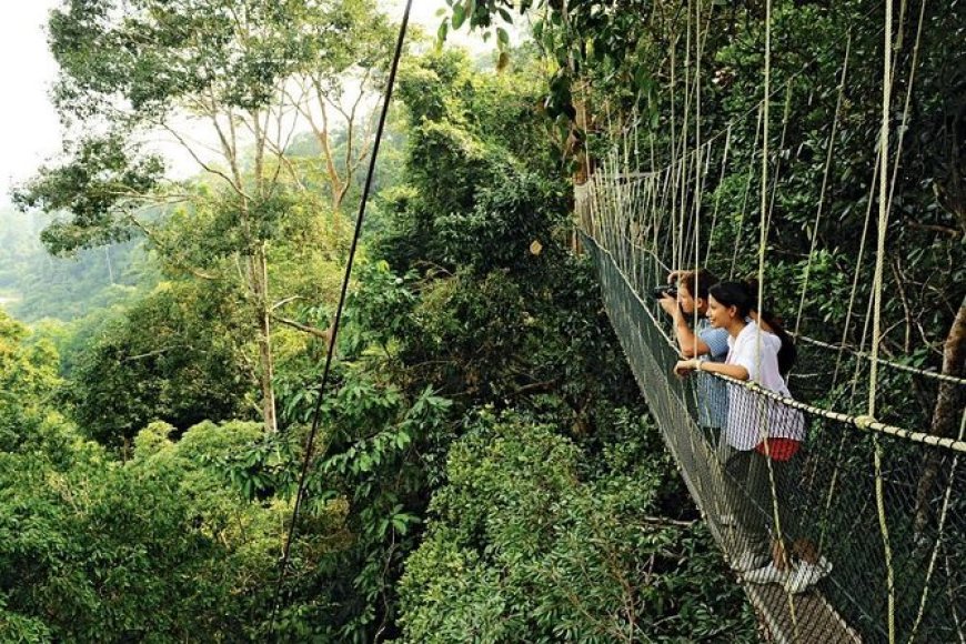 Taman Nasional Taman Negara