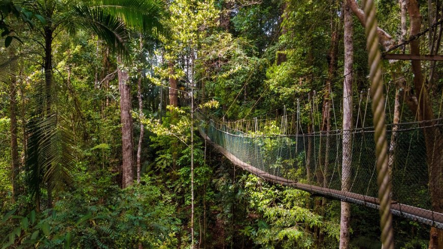 Taman Nasional Taman Negara