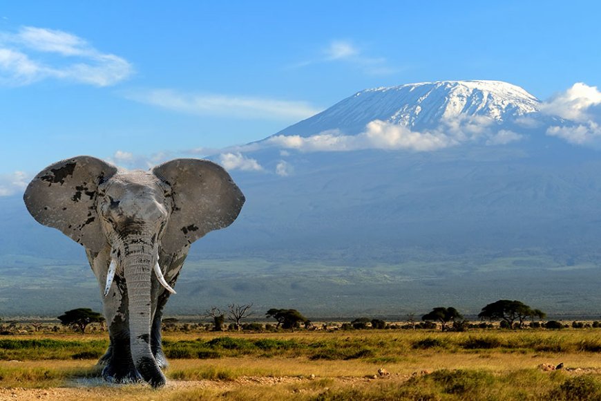 Safari, Tanzania adalah perlengkapan yang sangat praktis