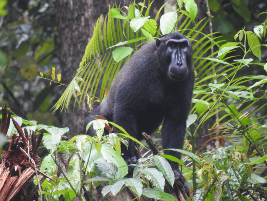 Taman Nasional Bogani Nani Wartabone