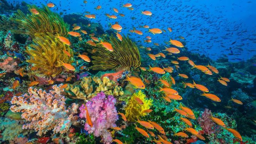 Taman Nasional Laut Bunaken Mando Tua