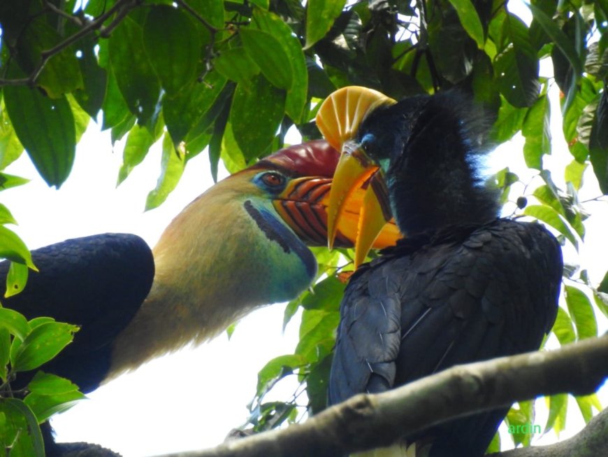 Taman Nasional Bogani Nani Wartabone