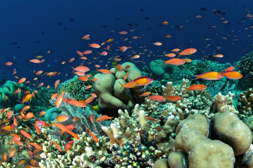 Taman Nasional Laut Bunaken Mando Tua