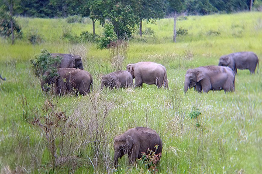 Taman Nasional Kambas